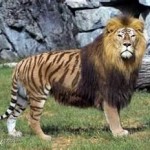 liger