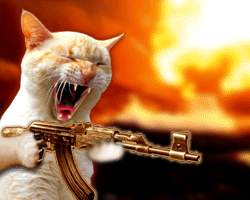 γάτα πυροβολεί